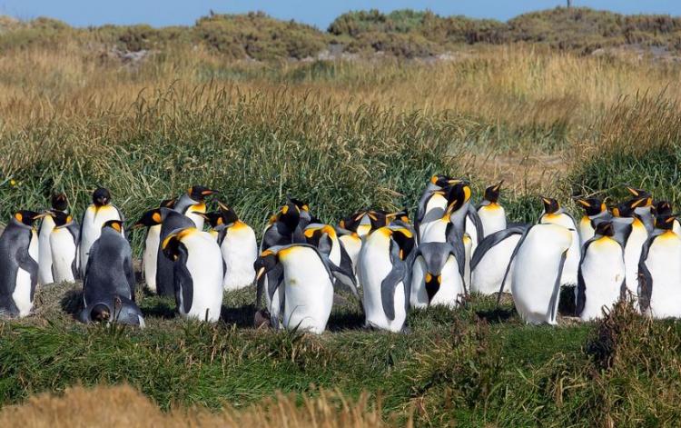 Adventure Tourism in Patagonia Chilean en PUNTA ARENAS, Magallanes
