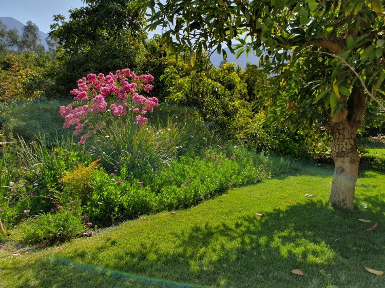 Fotografía 2 de MANTENCION DE AREAS VERDES, JARDINES Y AREAS VERDES en SAN BERNARDO, Metropolitana