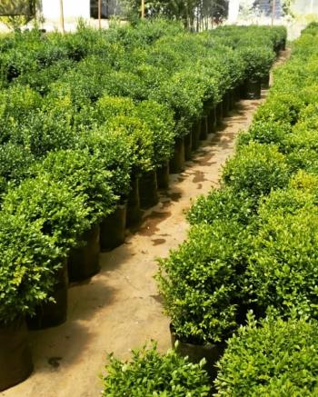 Fotografía 3 de Vivero Multiplant Ventas online y Mayoristas