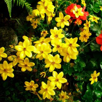 Fotografía 4 de Vivero Multiplant Ventas online y Mayoristas