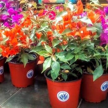 Fotografía 5 de Vivero Multiplant Ventas online y Mayoristas