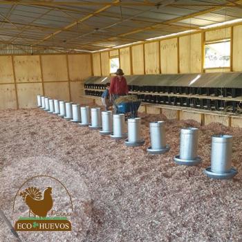 Fotografía 5 de Venta de Huevos de Campo Orgánicos y de Gallinas Felices