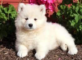 Adorables cachorros de samoyedo machos y hembras jóvenes en COLCHANE, Tarapacá