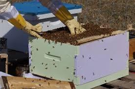 Se vende  Colmenas Talca,  familias  de  abejas