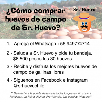 Huevos de campo de gallinas libres